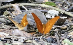 Vindula dejone celebensis