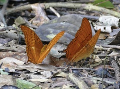 Vindula dejone celebensis