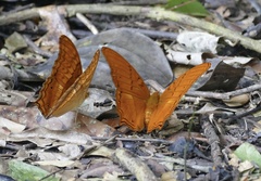 Vindula dejone celebensis