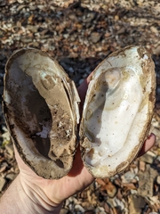 Ortmanniana ligamentina