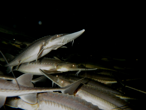 Pallid Sturgeon