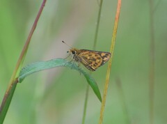 Taractrocera ceramas
