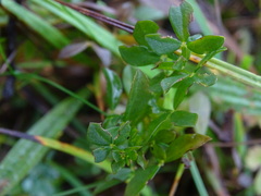 Galium saxatile