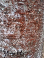 Trentepohlia