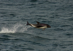 Sagmatias australis