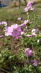 Malva