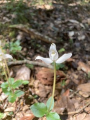 Codonorchis lessonii