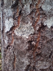 Lecidella elaeochroma