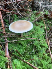 Clitocybe fragrans