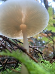 Clitocybe fragrans