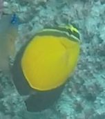 Chaetodon melapterus