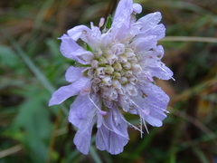 Scabiosa columbaria