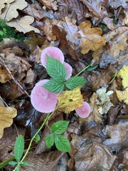 Mycena rosea