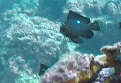 Dascyllus trimaculatus