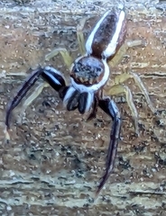 Hentzia