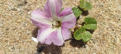 Calystegia soldanella