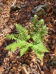 Dryopteris marginalis