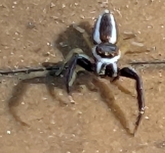 Hentzia