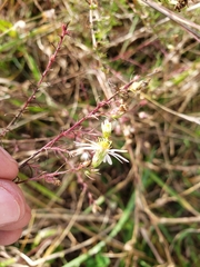 Symphyotrichum dumosum