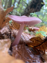 Mycena rosea