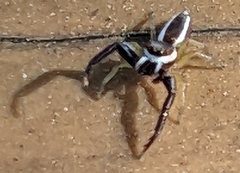 Hentzia