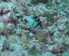 Canthigaster valentini