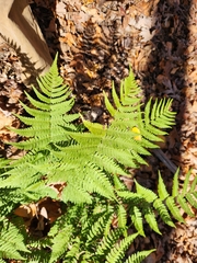 Dryopteris marginalis
