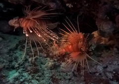 Pterois antennata