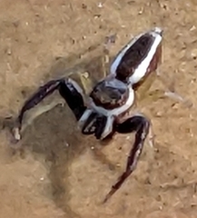 Hentzia