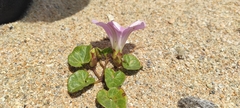 Calystegia soldanella