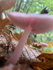 Mycena rosea