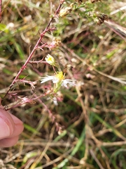 Symphyotrichum dumosum