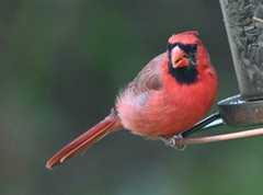 Cardinalis cardinalis