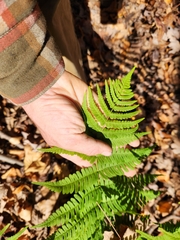 Dryopteris marginalis