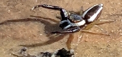 Hentzia