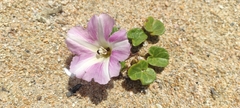 Calystegia soldanella