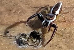 Hentzia