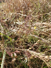 Symphyotrichum dumosum