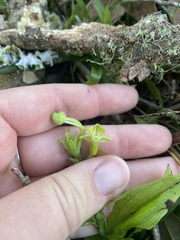 Habenaria floribunda