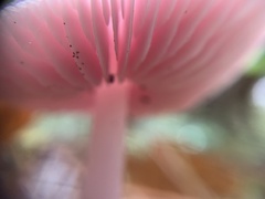 Mycena rosea