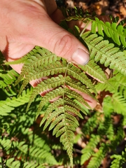 Dryopteris marginalis