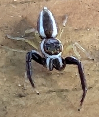 Hentzia