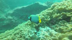 Pomacanthus imperator