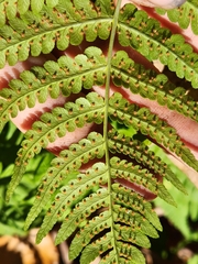 Dryopteris marginalis
