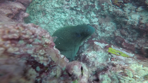 Giant Moray Eel