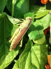 Schistocerca obscura