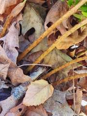 Dryopteris marginalis