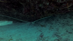 Panulirus versicolor