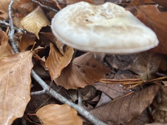 Amanita citrina