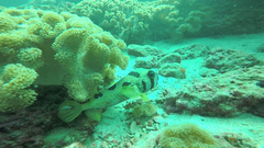 Diodon liturosus
